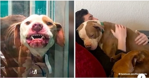 Aggressiver Hund, der eingeschläfert werden musste, verwandelte sich mit Liebe vom Pflegevater in einen Schmuser